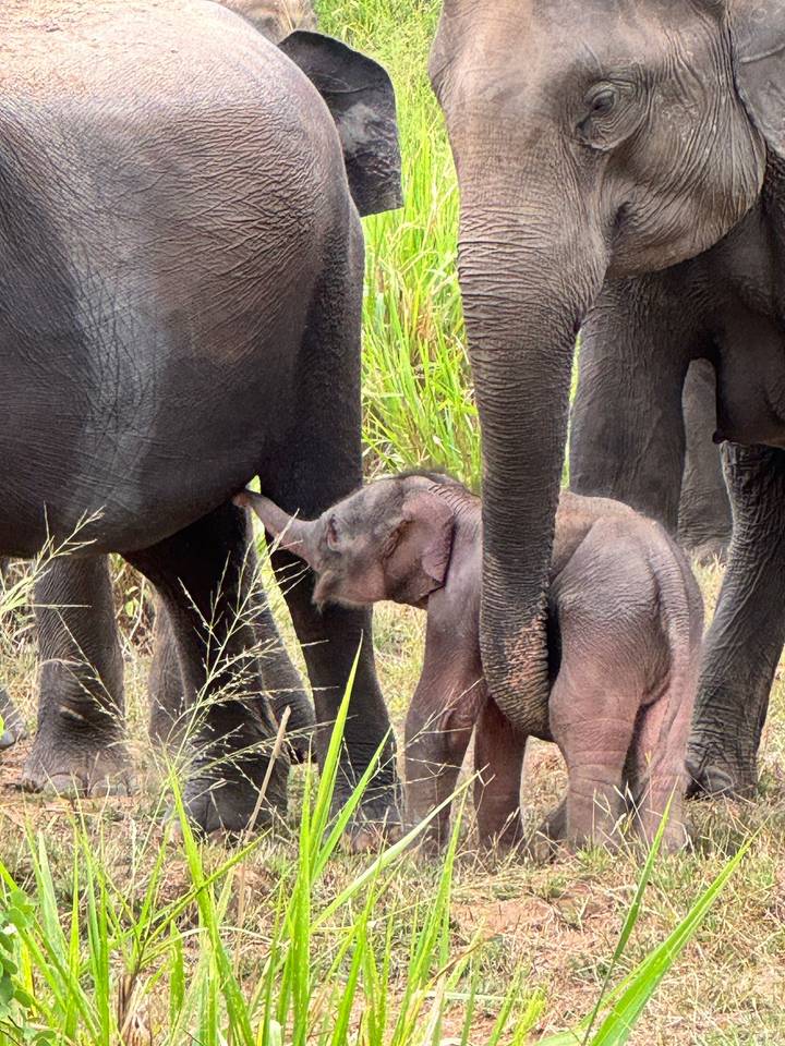 Close-up of a newborn elephant calf nursing beneath its mother in tall grass.
