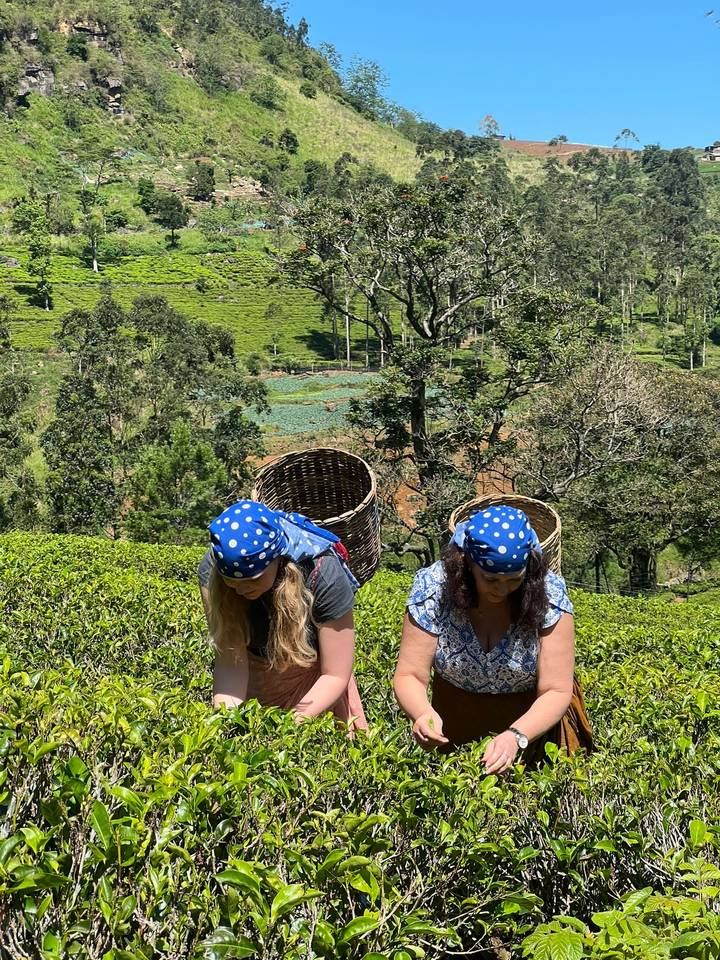 Two women wearing blue polka-dot scarves pick tea leaves on a lush green hillside plantation.