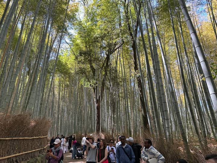 Towering bamboo stalks form a green tunnel over tourists strolling below.