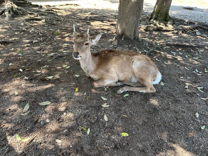 Resting deer lies in shaded dirt clearing sprinkled with dry leaves.