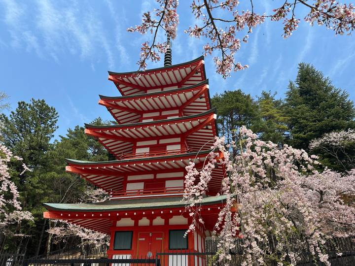 Red-and-white Chureito Pagoda framed by blooming cherry blossoms against blue sky.