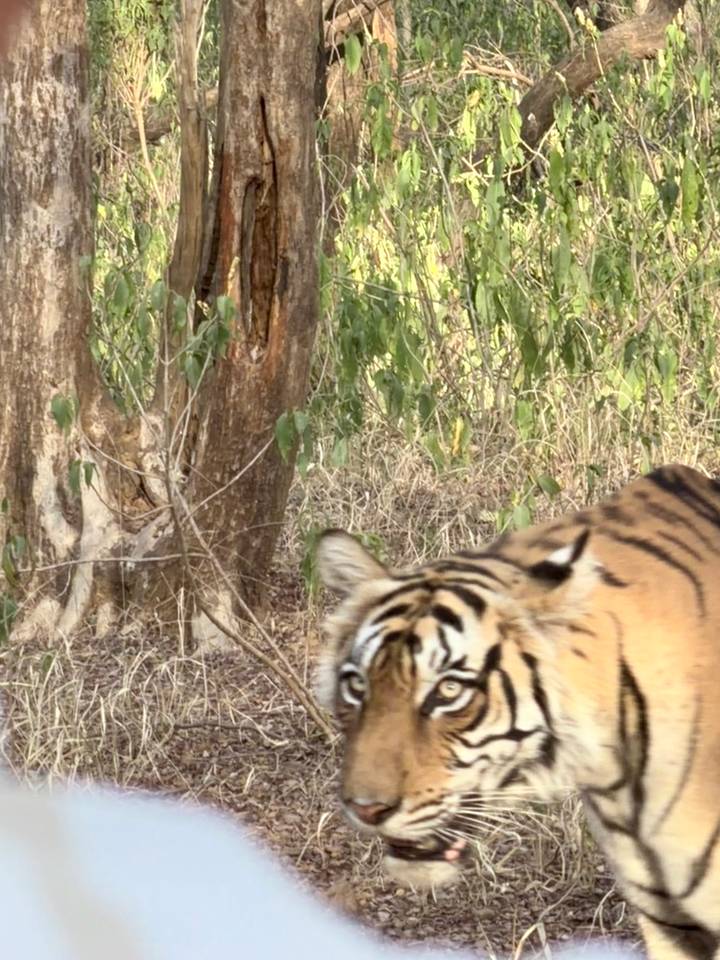 Tiger emerging from forest vegetation, partially out of frame