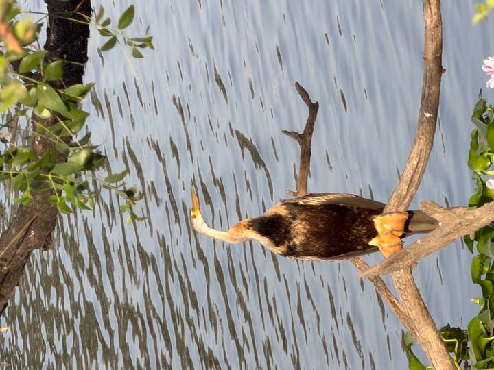 Water bird perched on a branch over a pond with rippling water and floating lilies