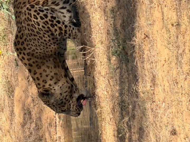 Leopard crouching to drink from a shallow waterhole in dry scrubland