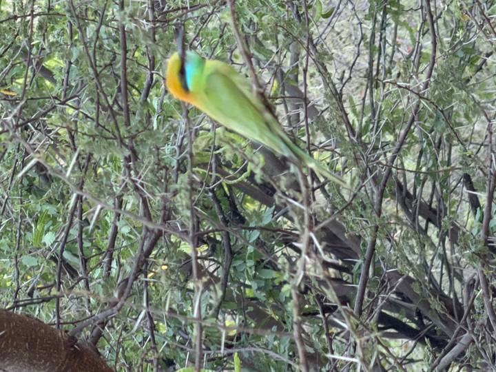 Green bee-eater bird on a branch with blurred foliage background