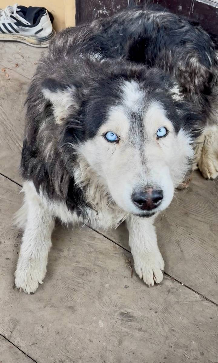 Close portrait of a blue-eyed husky dog looking up with interest.