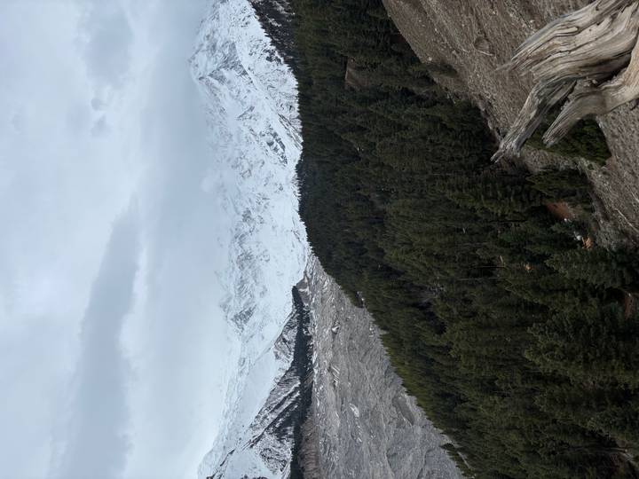 Snow-capped mountains rising above dense pine forests under cloudy skies.