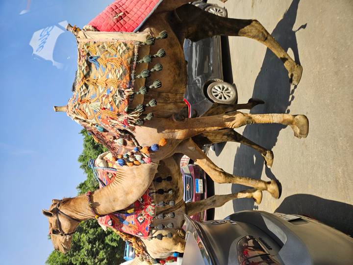 Colorfully decorated camels walking between parked cars on a sunny street