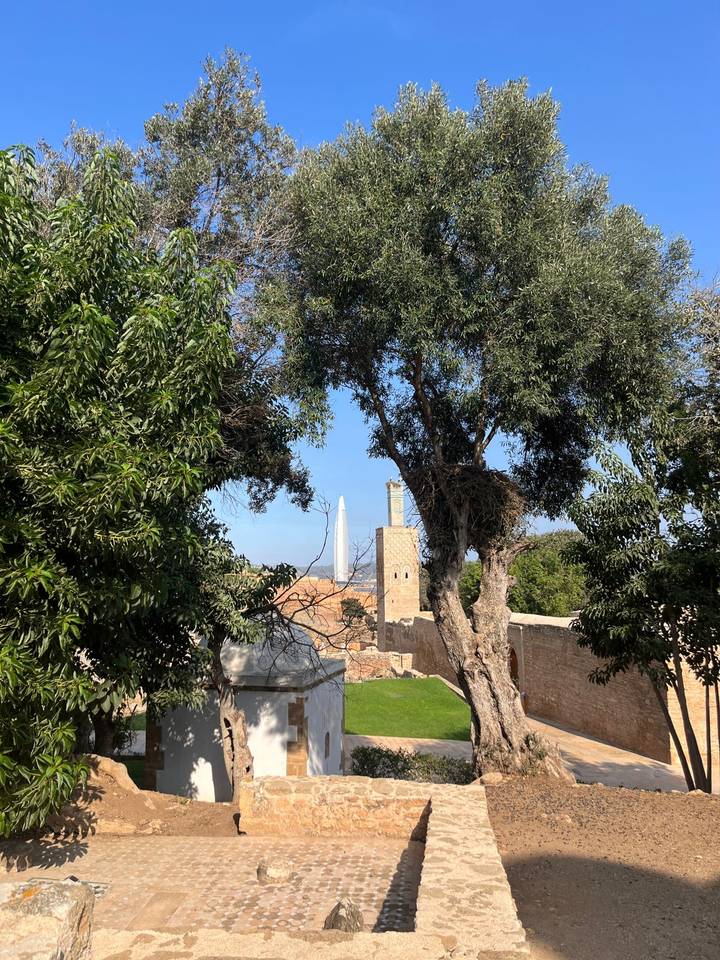 Dense greenery frames a distant modern tower and ancient minaret under a pale blue sky.