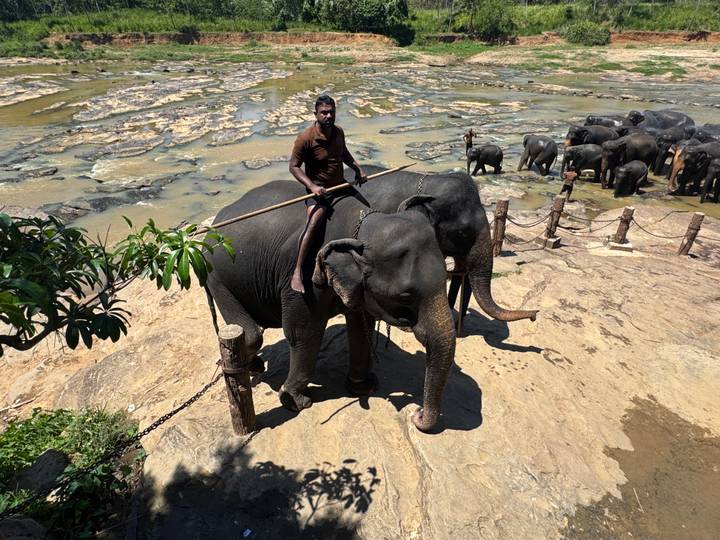Mahout rides an elephant while a herd bathes in a rocky riverbed.