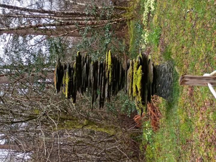 Artistic outdoor stack of thin slate stones covered in moss amid woodland glade.
