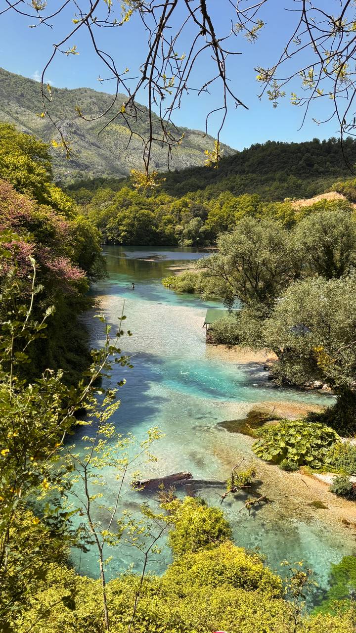 Crystal-clear turquoise river flowing through lush green forest with flowering shrubs.