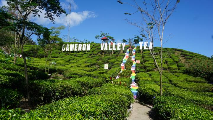 Green tea bushes surround colorful steps and a large sign reading 'Cameron Valley Tea' under a blue sky.
