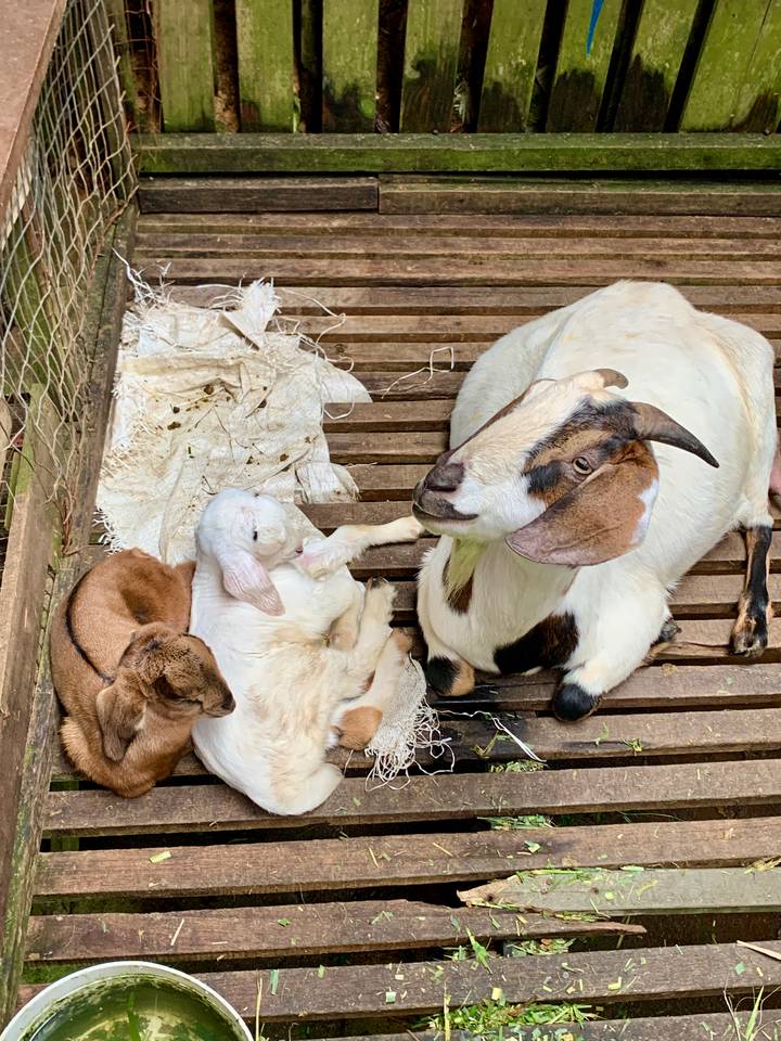 A mother goat rests with two young kids on a wooden platform in a farm setting.