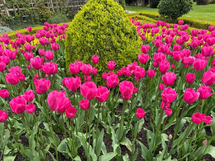 Vibrant bed of bright pink tulips surrounding a green trimmed shrub in a garden.