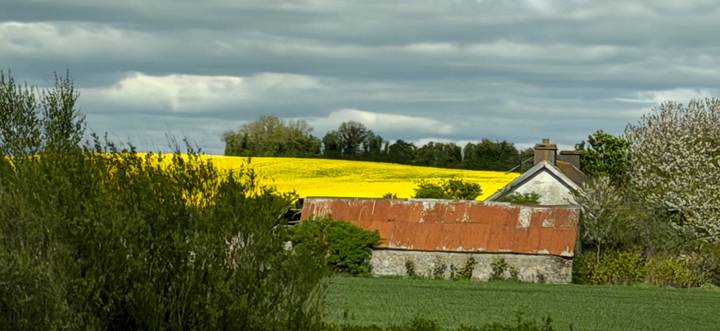 Rural Irish scene with rusty roof barn and bright yellow rapeseed field under cloudy sky.