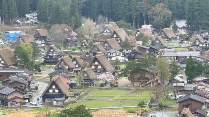High-angle view of the thatched gassho-zukuri farmhouses of Shirakawa-go village surrounded by spring blossoms.