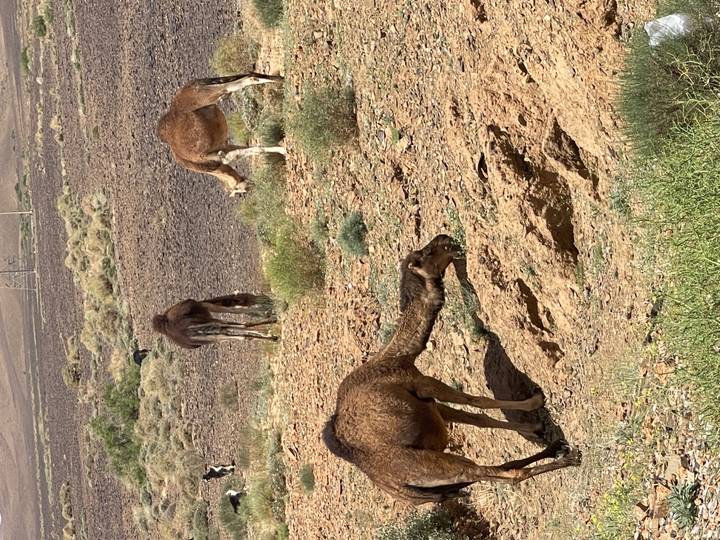 Three dromedary camels grazing on sparse vegetation in a rocky desert plain.