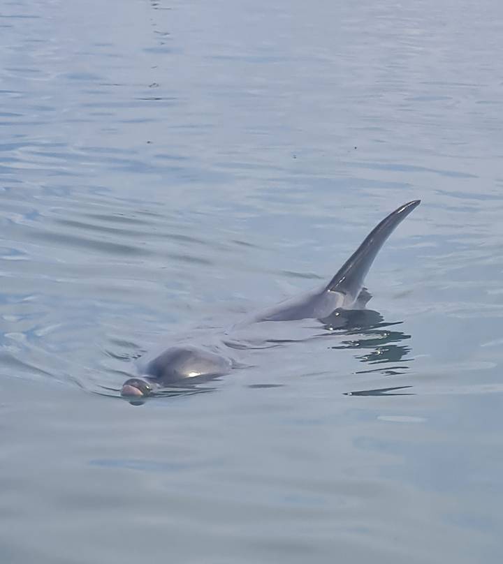 A lone dolphin surfaces in calm blue water.