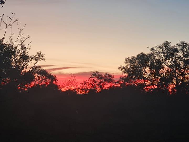 Brilliant red and orange hues light up the sky behind silhouetted trees at sunset.