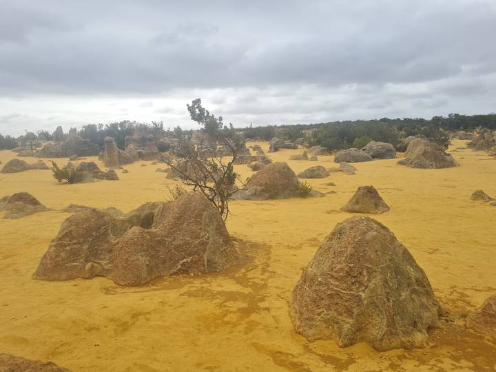 Limestone pinnacles rise from yellow desert sand under overcast skies.