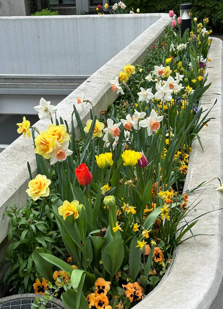 Bright spring tulips and daffodils planted along a concrete border.