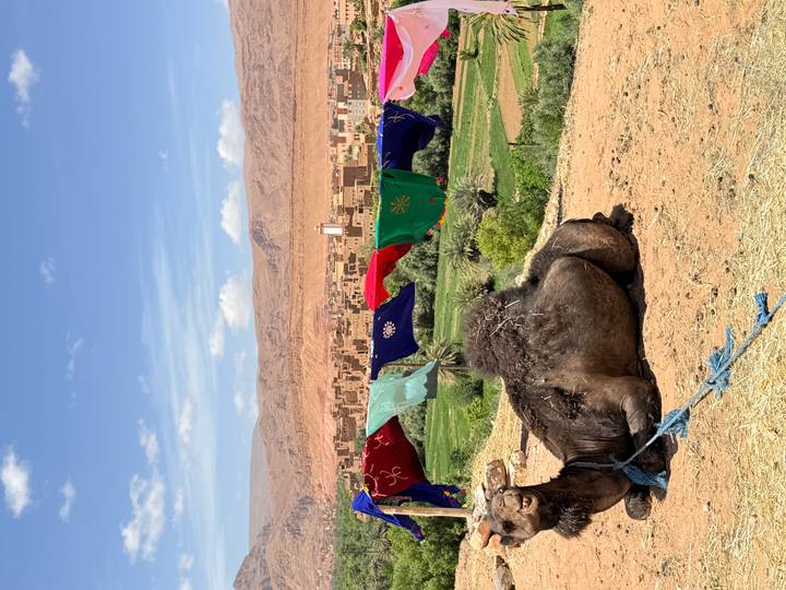 Resting camel in front of desert village with colorful blankets fluttering on rope line.