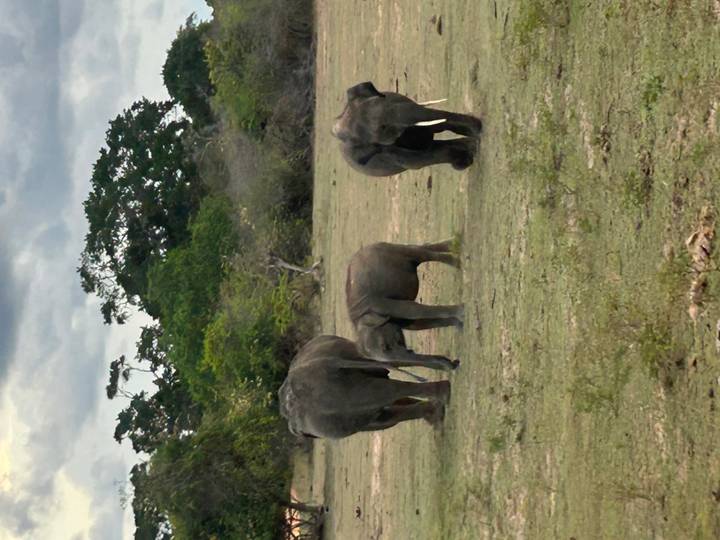 Three elephants grazing on grassy plain with forest backdrop under cloudy skies.