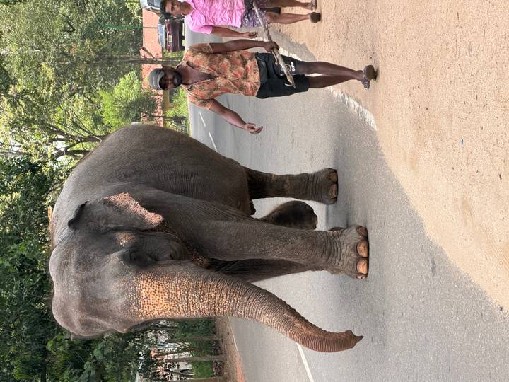Mahout walking alongside large Asian elephant on rural road bordered by greenery.
