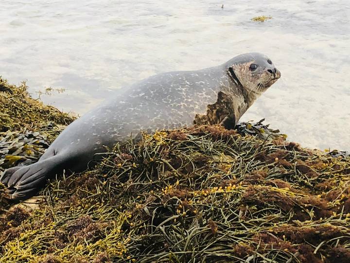 Harbor seal resting on seaweed-covered shore looking toward the camera