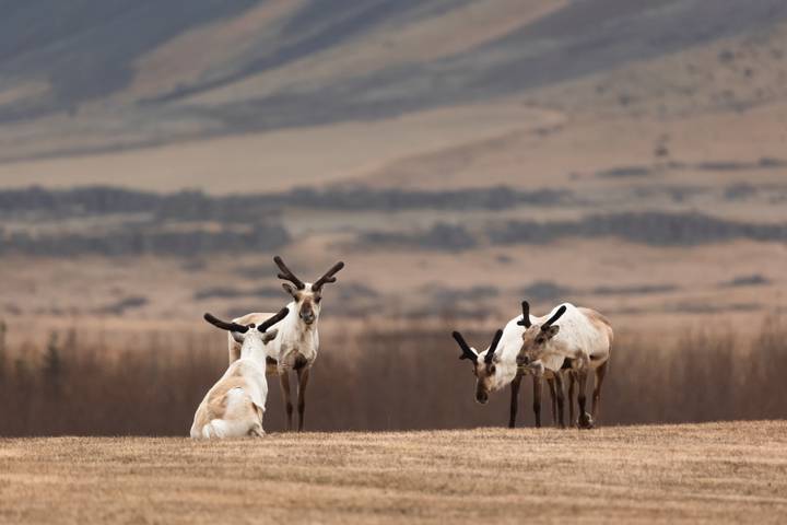 Group of four reindeer grazing and resting on open tundra with blurred hills behind