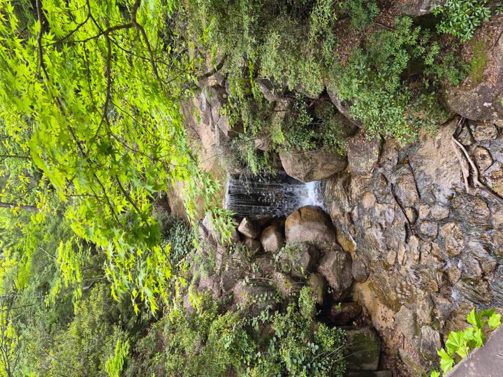 Small waterfall cascades over rocks in a lush green forest setting.