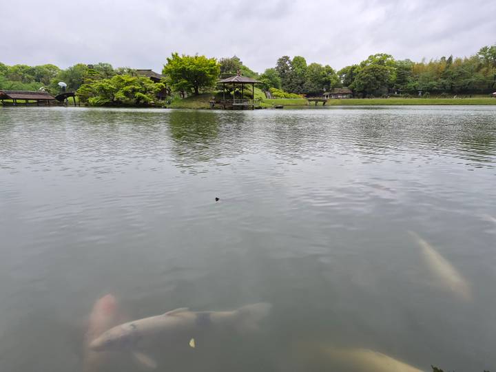 Tranquil garden pond with koi fish, a small wooden pavilion and lush green trees reflected in the still water.