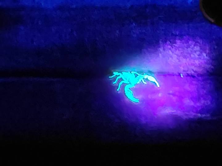 Glowing scorpion illuminated under ultraviolet light during a night jungle walk.