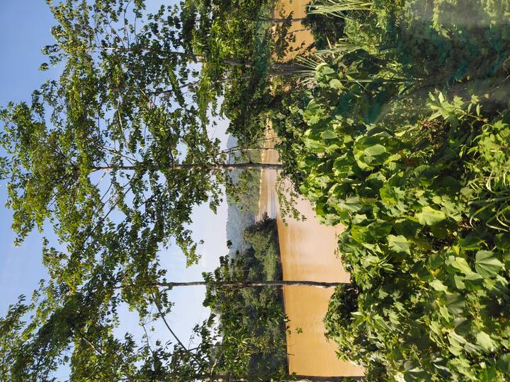 Brown jungle river winding through lush green foliage under a clear sky.