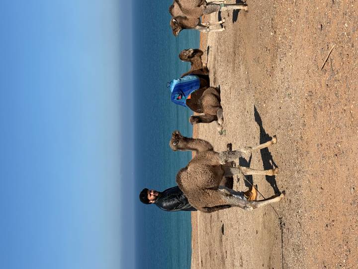 Man with camels on a sandy coastal plain overlooking the blue Atlantic Ocean