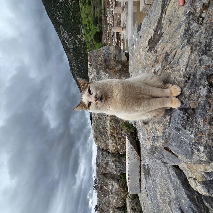 A light-colored cat sits calmly on a rock with dramatic gray clouds and rugged hills behind.