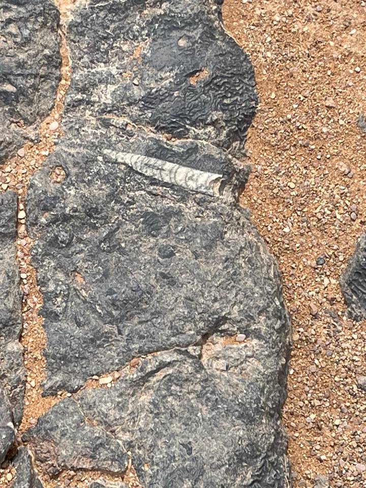 Rock slab containing visible ancient fossil fragments on sandy ground.