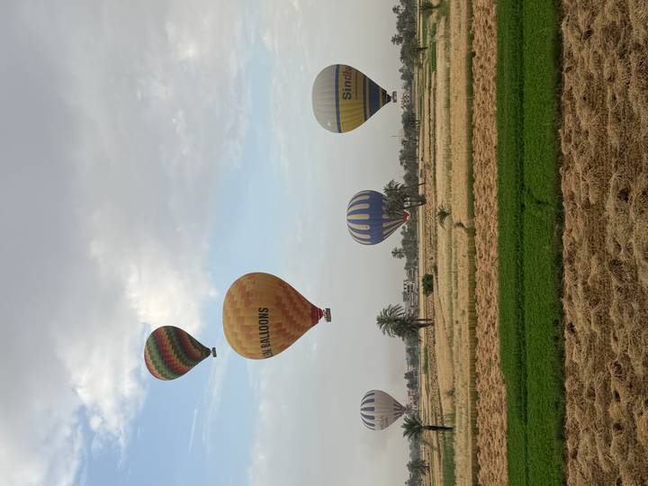 Multiple colorful hot-air balloons drift above green and golden fields with scattered palm trees on a cloudy morning.