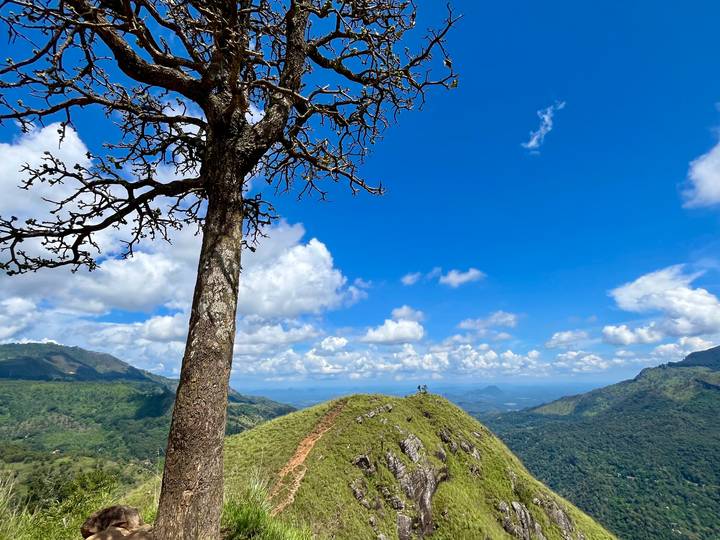 Single leafless tree stands on a grassy mountain ridge with hikers in the distance.