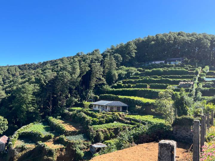 Terraced vegetable gardens and a cottage nestled among tall pines.