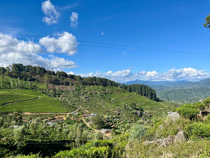 Expansive tea plantations rolling across sunlit highlands under a blue sky.