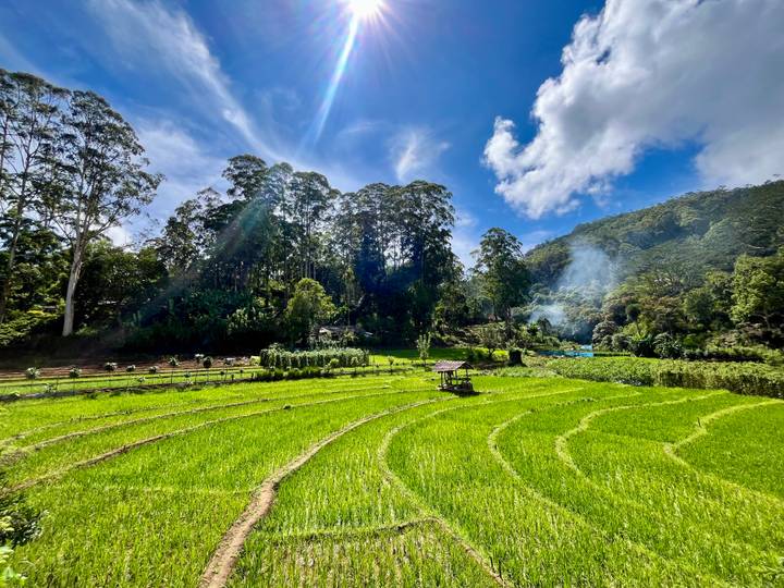 Sunlit emerald-green rice paddies bordered by forested hills and smoke rising in the distance.