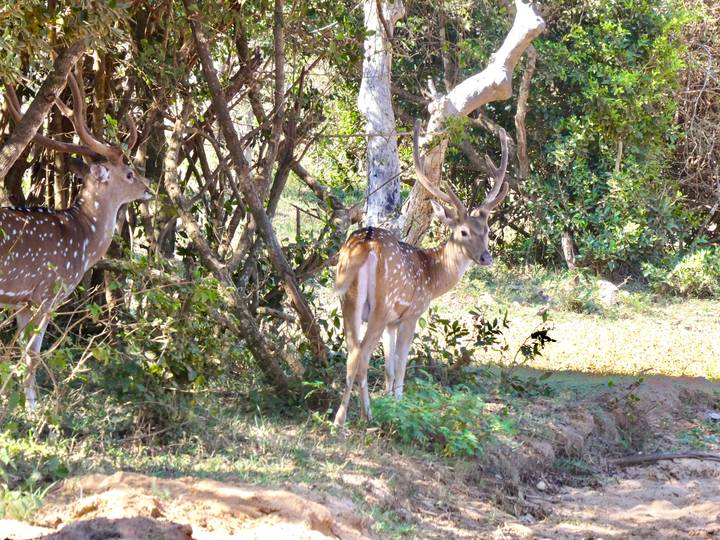 Spotted deer standing alert among dry brush and trees.