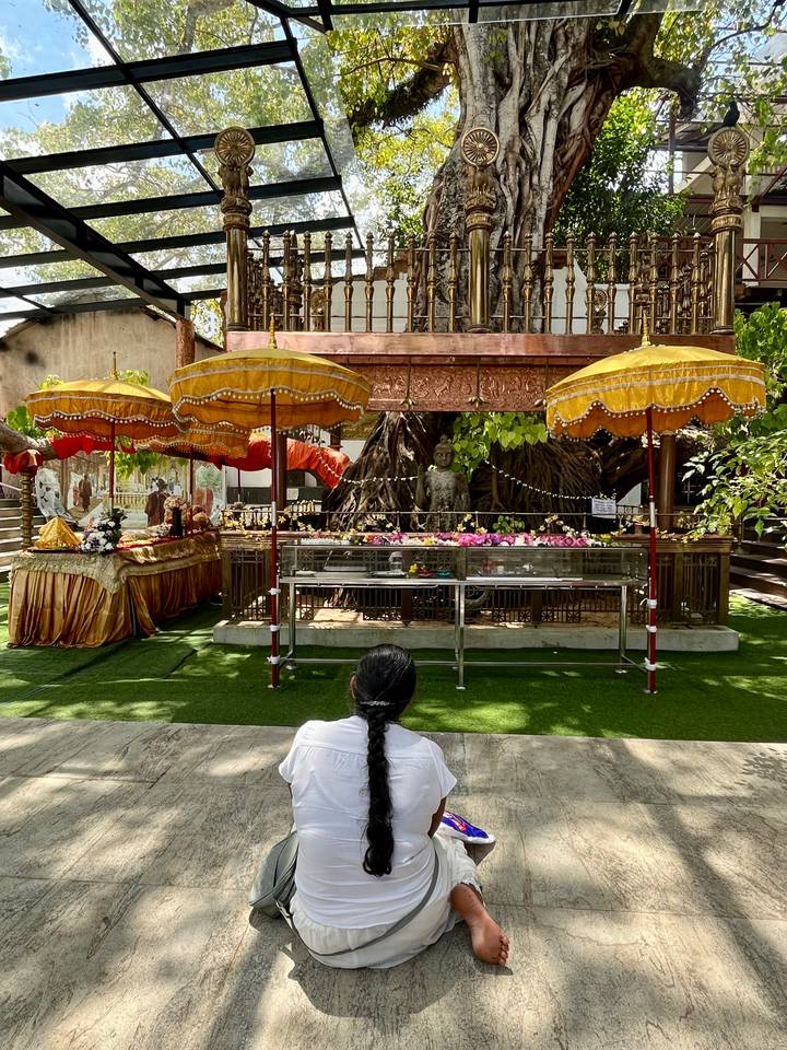 Devotee seated before a Bodhi tree shrine adorned with umbrellas and offerings.