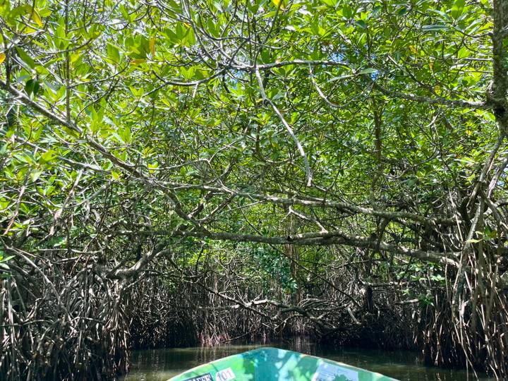 Dense network of tangled mangrove branches creating a natural tunnel.