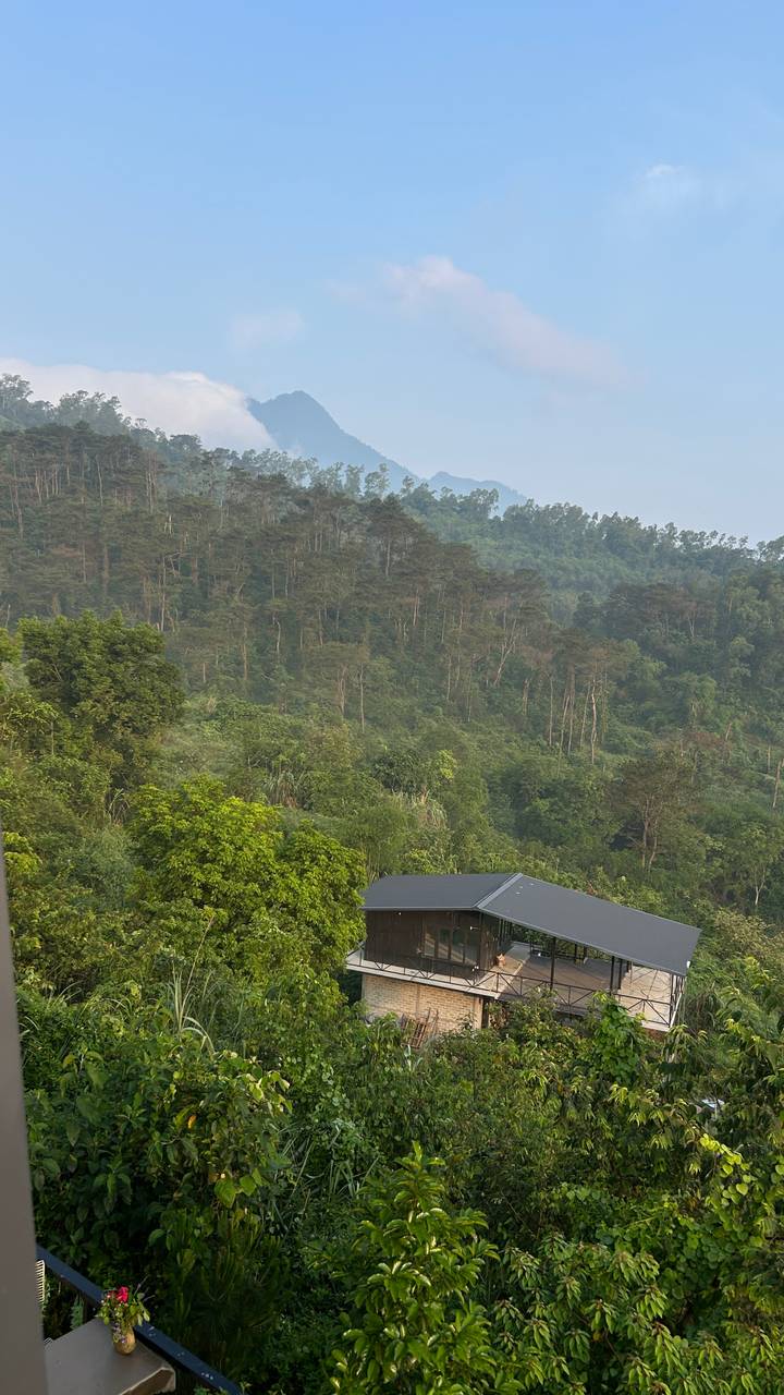 Lush green hillside densely covered with trees viewed from a nearby rooftop at dawn light.