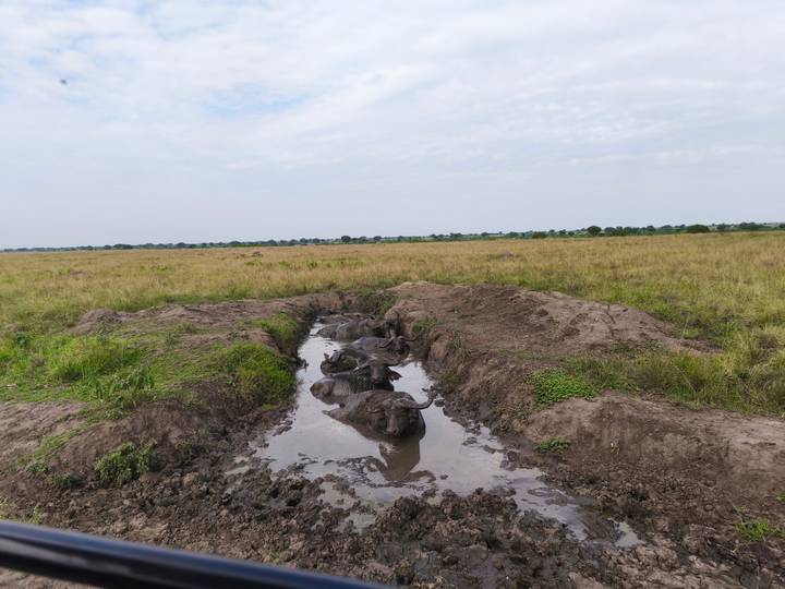 Group of buffalo wallowing in a muddy water hole in open grassland.