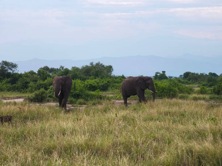 Two elephants walk through tall grass with bushy green backdrop and hazy mountains beyond.