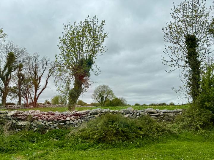 Stone field wall borders budding trees and a cloudy gray Irish sky in spring countryside.